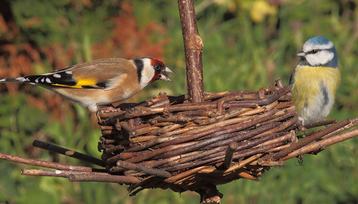 Chardonneret élégant et mésange bleue © Alain Bloquet